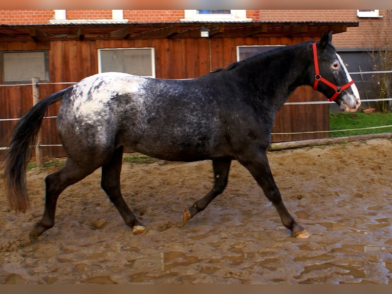 Appaloosa Klacz 14 lat 154 cm Tarantowata in Velpke