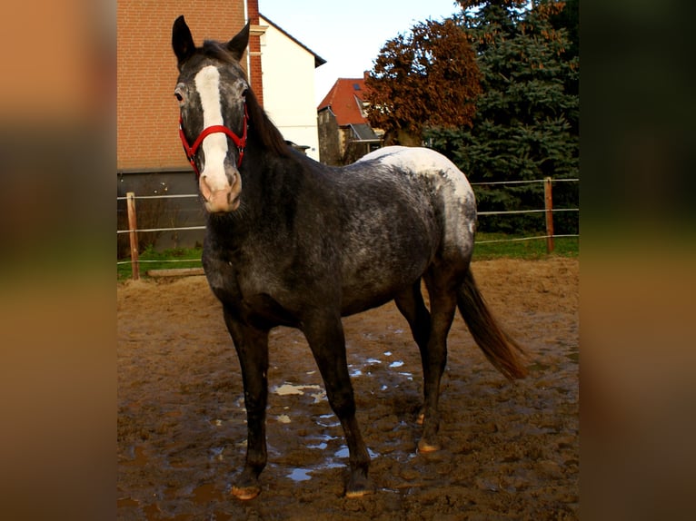 Appaloosa Klacz 14 lat 154 cm Tarantowata in Velpke