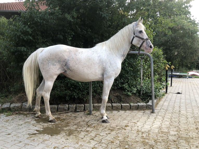 Appaloosa Klacz 14 lat 158 cm Siwa in Mainbernheim