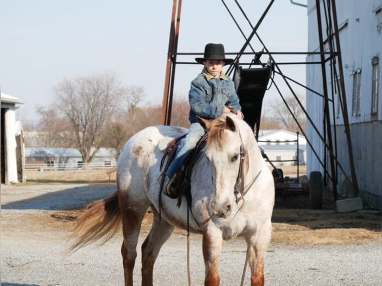 Appaloosa Klacz 15 lat 152 cm Biała in Lancaster