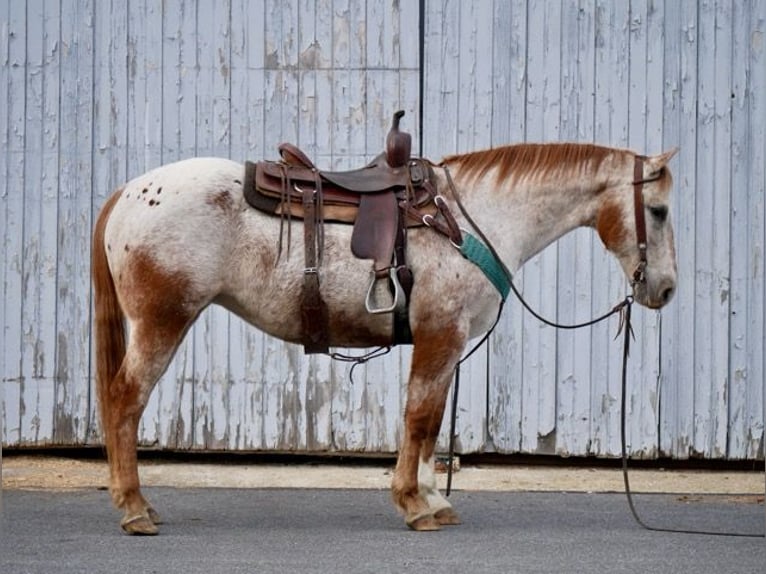 Appaloosa Klacz 15 lat 152 cm Biała in Lancaster