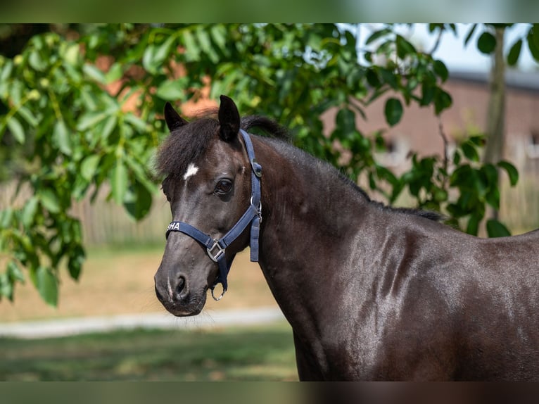 Appaloosa Klacz 17 lat 128 cm Skarogniada in GROTE-BROGEL