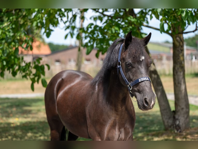 Appaloosa Klacz 17 lat 128 cm Skarogniada in GROTE-BROGEL