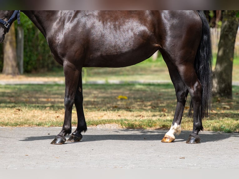 Appaloosa Klacz 17 lat 128 cm Skarogniada in GROTE-BROGEL