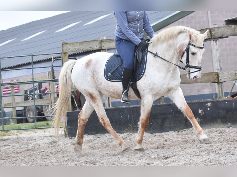 Appaloosa Klacz 17 lat 148 cm Kasztanowatodereszowata in Achtmaal