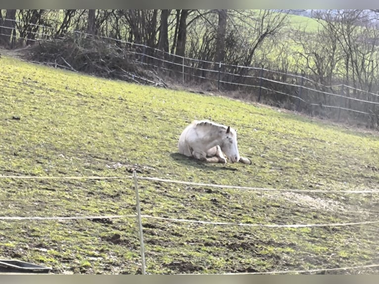 Appaloosa Klacz 17 lat 152 cm Kasztanowatodereszowata in Hofgeismar