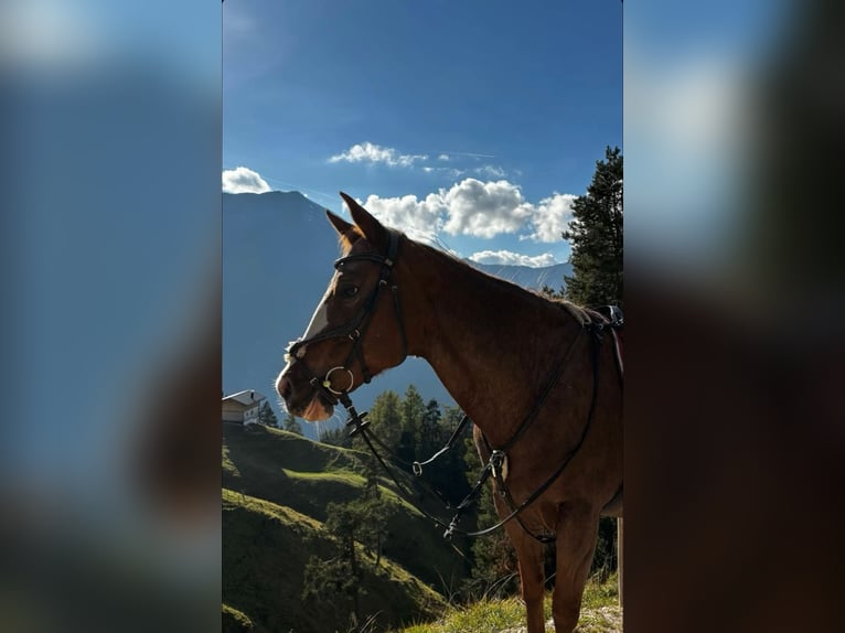 Appaloosa Klacz 18 lat 155 cm Kasztanowata in Achenkirch