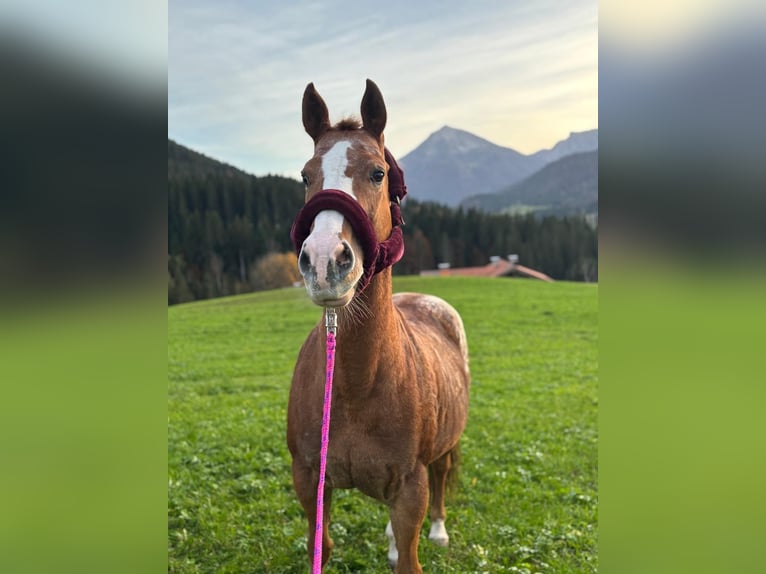 Appaloosa Klacz 18 lat 155 cm Kasztanowata in Achenkirch