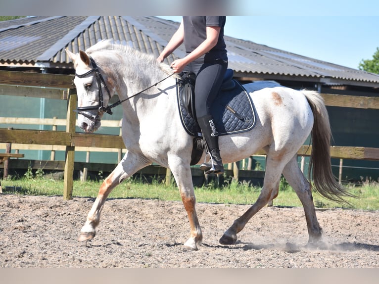 Appaloosa Klacz 19 lat 148 cm Kasztanowatodereszowata in Achtmaal