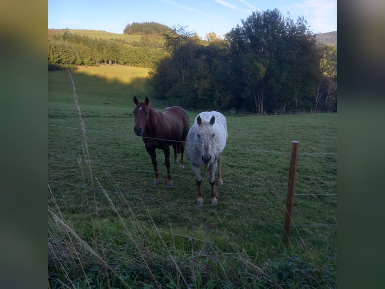 Appaloosa Mix Klacz 19 lat 163 cm in winnerat