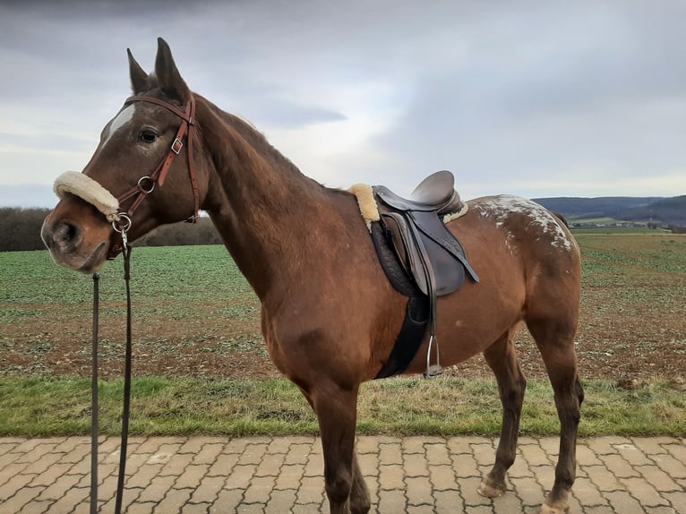 Appaloosa Mix Klacz 19 lat 164 cm in Zapfendorf