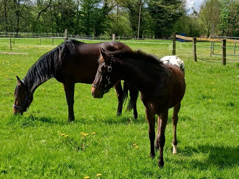 Appaloosa Mix Klacz 1 Rok 127 cm Tarantowata in Leverkusen