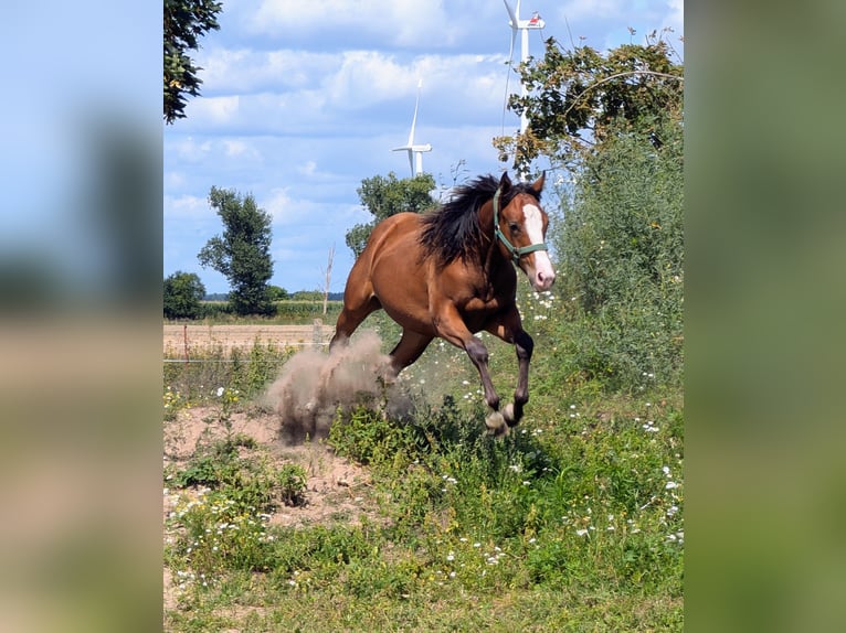 Appaloosa Klacz 1 Rok 140 cm Gniada in Jerichow