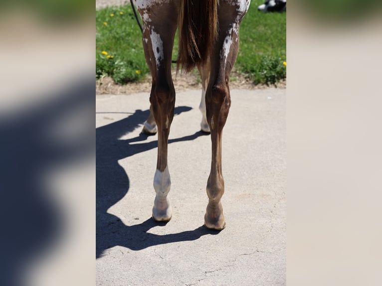 Appaloosa Klacz 1 Rok 142 cm Cisawa in Cannon Falls, MN