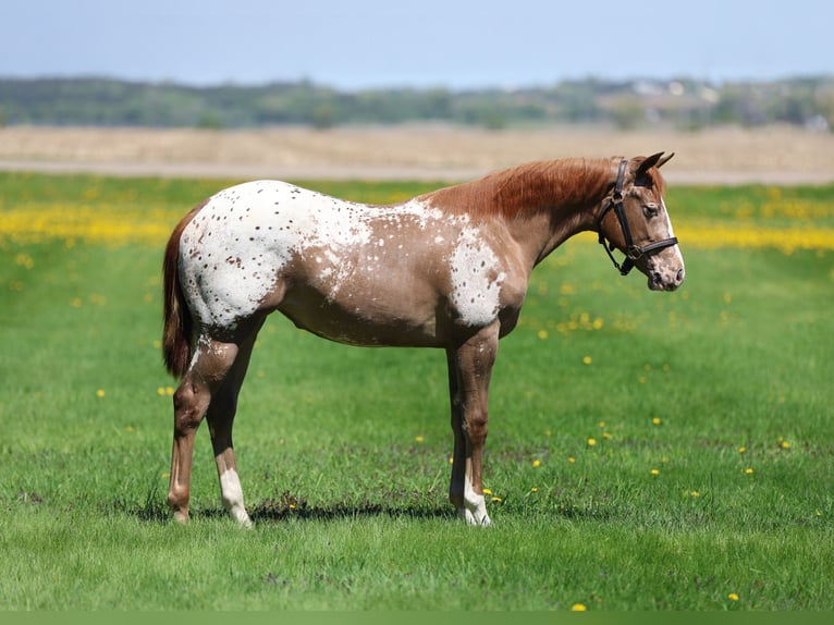 Appaloosa Klacz 1 Rok 142 cm Cisawa in Cannon Falls, MN