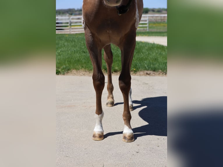 Appaloosa Klacz 1 Rok 142 cm Cisawa in Cannon Falls, MN