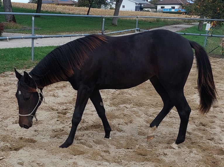 Appaloosa Klacz 1 Rok 154 cm Gniada in Weißkirchen and der Traun