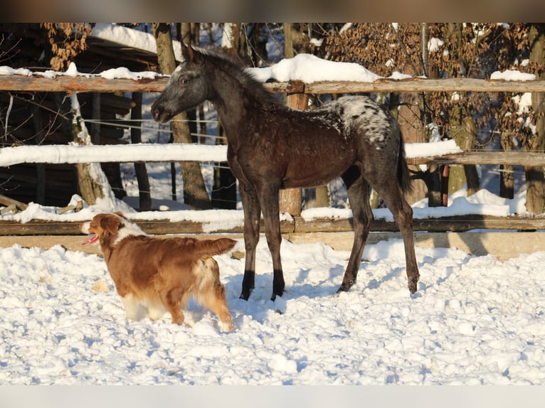 Appaloosa Mix Klacz 1 Rok 155 cm Kara in Globoko