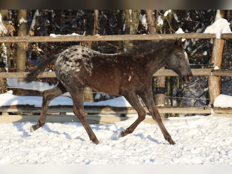 Appaloosa Mix Klacz 1 Rok 155 cm Kara in Globoko