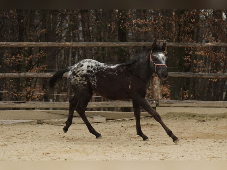 Appaloosa Mix Klacz 1 Rok 155 cm Kara in Globoko