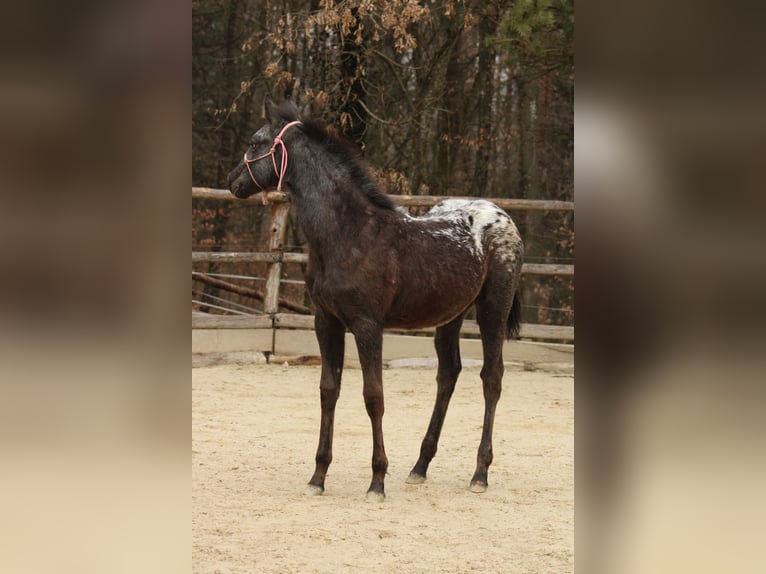 Appaloosa Mix Klacz 1 Rok 155 cm Kara in Globoko