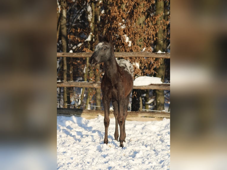 Appaloosa Mix Klacz 1 Rok 155 cm Kara in Globoko