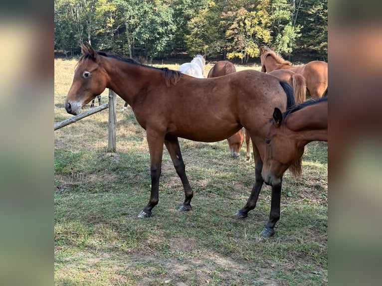 Appaloosa Mix Klacz 1 Rok 156 cm Ciemnogniada in Daleiden