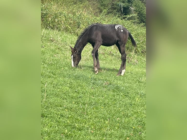 Appaloosa Klacz 1 Rok Kara in Camarade, Occitania