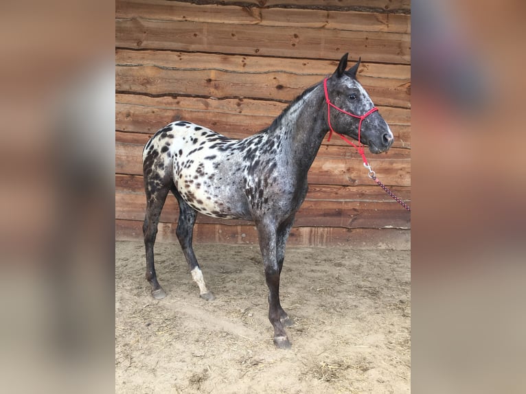 Appaloosa Klacz 1 Rok  in Bites