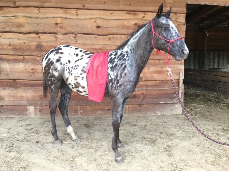 Appaloosa Klacz 1 Rok  in Bites