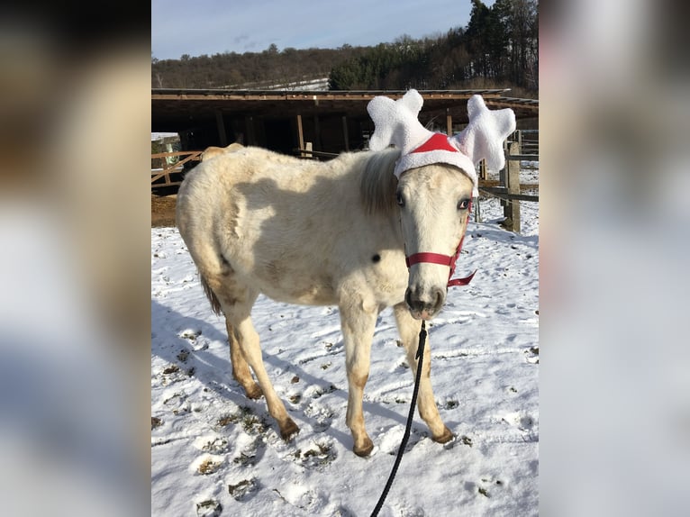 Appaloosa Klacz 1 Rok in Tisnov