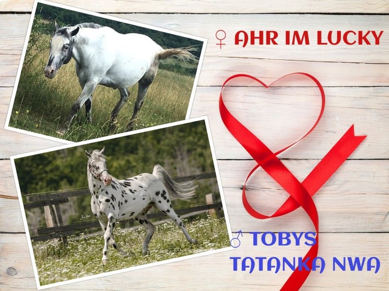 Appaloosa Klacz 1 Rok in Tisnov