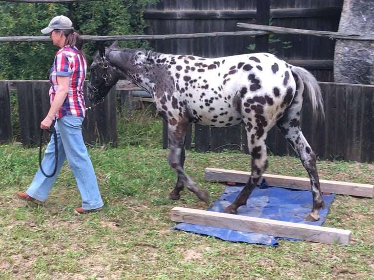 Appaloosa Klacz 1 Rok Tarantowata in Velka Bites