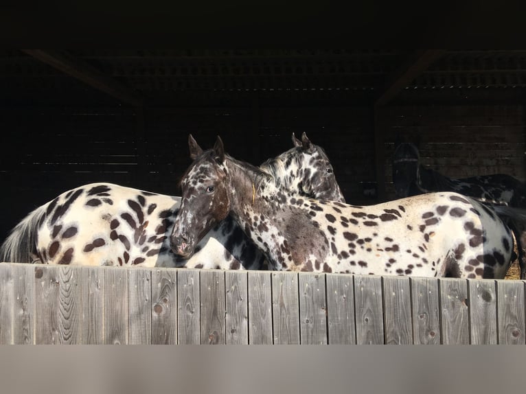 Appaloosa Klacz 1 Rok Tarantowata in Velka Bites