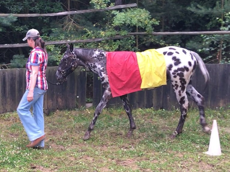 Appaloosa Klacz 1 Rok Tarantowata in Velka Bites
