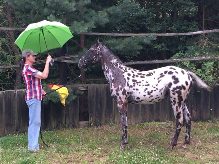 Appaloosa Klacz 1 Rok Tarantowata in Velka Bites