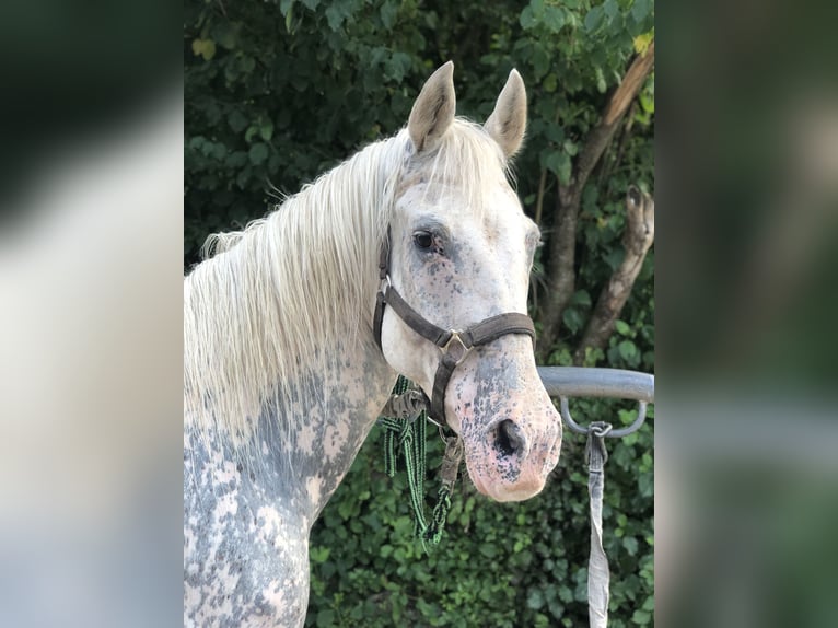 Appaloosa Klacz 20 lat 156 cm in Mainbernheim