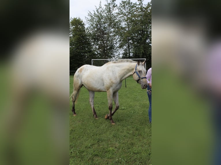 Appaloosa Klacz 20 lat 164 cm Jelenia in Nördlingen