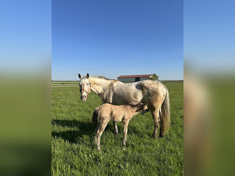 Appaloosa Klacz 20 lat 164 cm Jelenia in Nördlingen