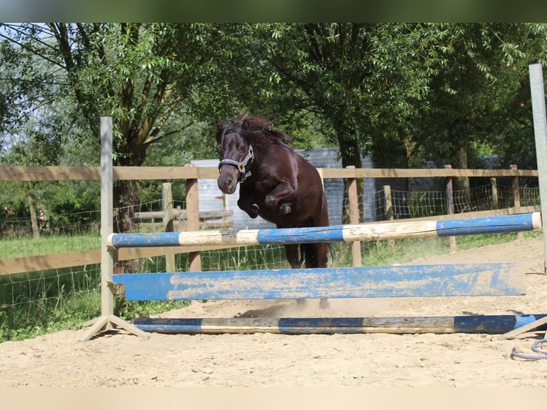 Appaloosa Klacz 25 lat 90 cm Tarantowata in Vremde