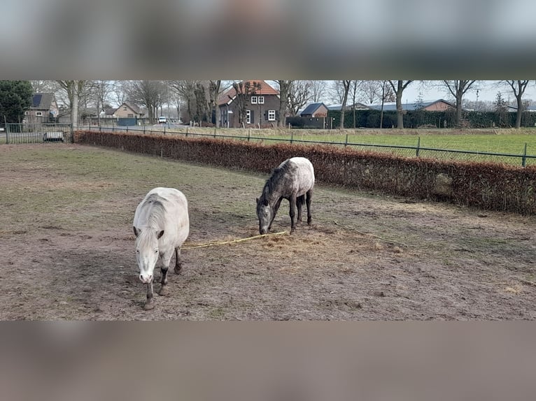 Appaloosa Klacz 2 lat 115 cm in Veghel