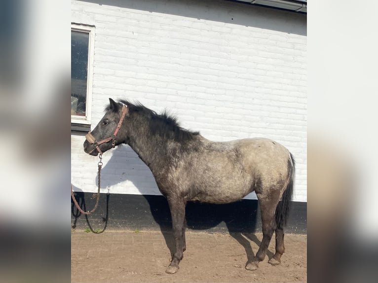 Appaloosa Klacz 2 lat 115 cm in Veghel