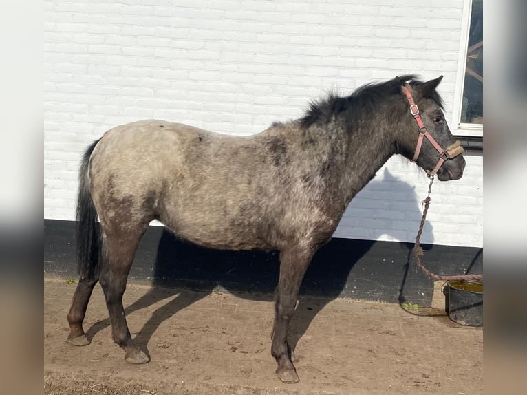 Appaloosa Klacz 2 lat 115 cm in Veghel