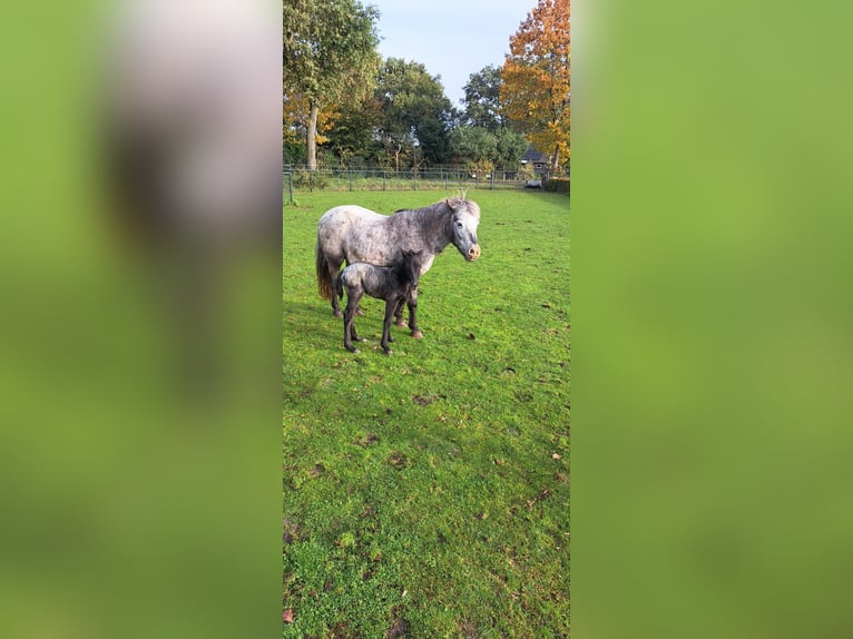 Appaloosa Klacz 2 lat 115 cm in Veghel