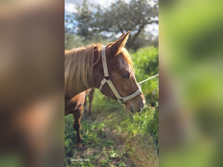 Appaloosa Klacz 2 lat 140 cm Kasztanowata in Salaparuta