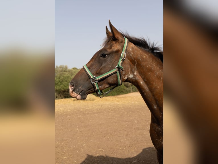 Appaloosa Klacz 2 lat 146 cm Gniada in Algaida