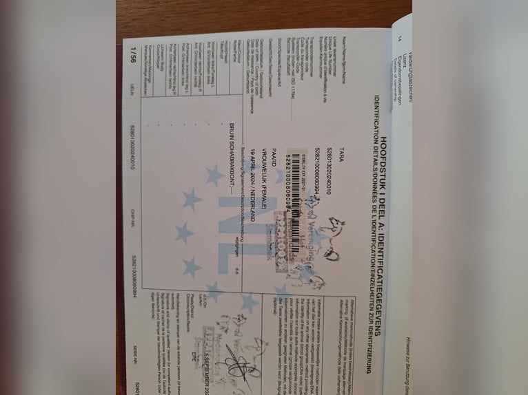 Appaloosa Klacz 2 lat 150 cm Tarantowata in Berlicum