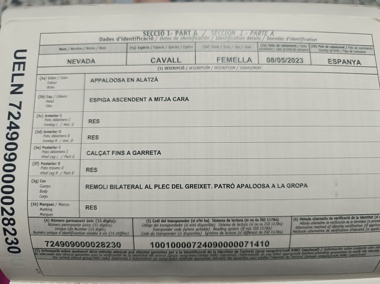 Appaloosa Klacz 2 lat 153 cm Kasztanowata in Molina De Segura