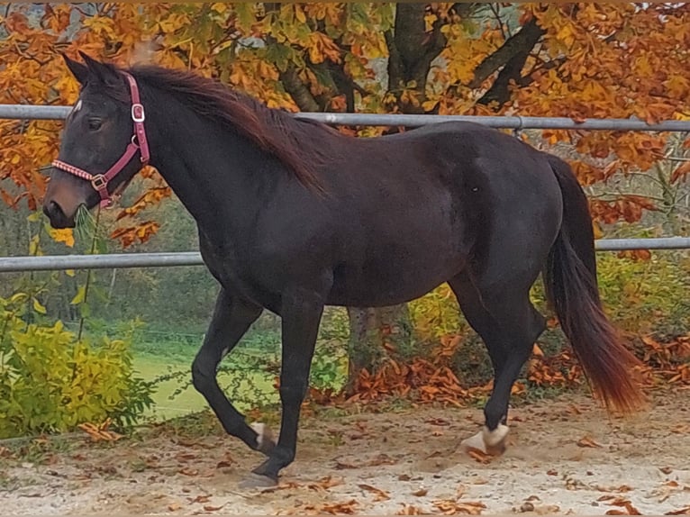 Appaloosa Klacz 2 lat 155 cm Skarogniada in Weißkirchen an der Traun Appaloosa Klacz 2 lat 155 cm Skarogniada in Weißkirchen an der Traun