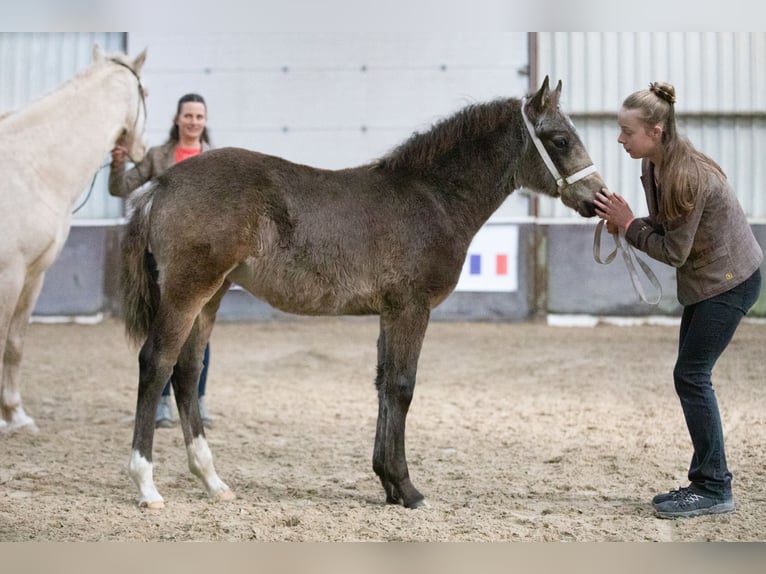 Appaloosa Mix Klacz 2 lat 160 cm Bułana in Ruinen